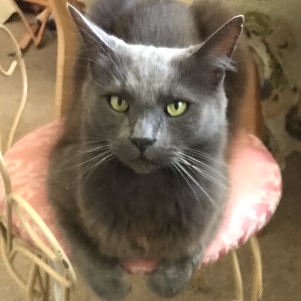 Meet your Posher, Sheena